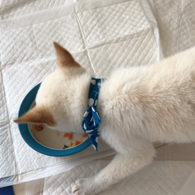 お迎え2日目の画像
