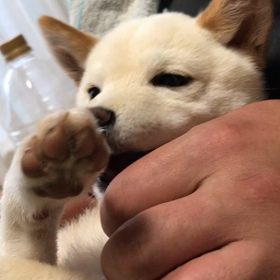親方語録の画像