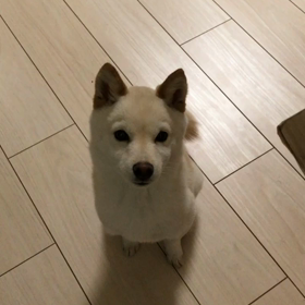 苺走者哮天の画像