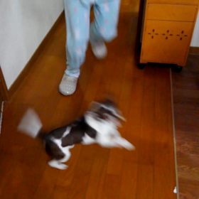 特技の画像