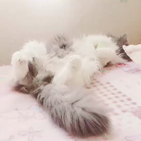 だらーんの画像