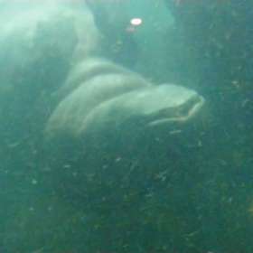 旭山動物園①の画像