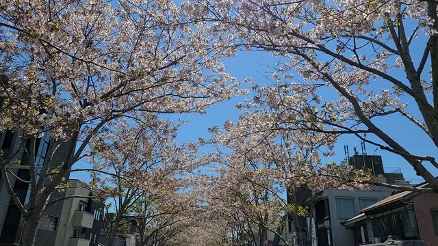 新学期のはじまりに、春の鎌倉さんぽの記事動画
