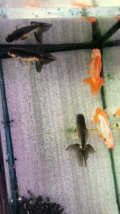 当歳 四国オランダ 入荷しています | 金魚やぶろぐ by 佐々木養魚場