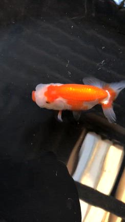 協会系らんちゅう　当歳二歳三歳販売魚ご紹介の記事動画