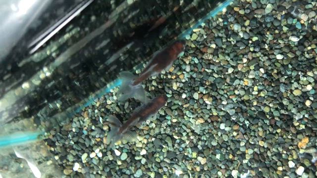 愛好家もの　極上墨系和金　当歳魚　2匹のみ入荷の記事動画