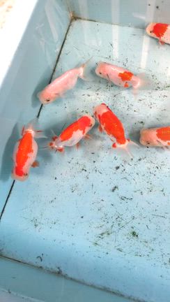 協会系らんちゅう　当歳二歳三歳販売魚ご紹介の記事動画