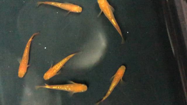新入荷　ブラックダイヤ　来光　紅華　飯田産高頭丹頂　ハートの記事動画