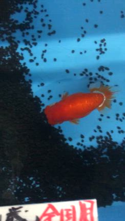 明け二歳会用らんちゅう入荷していますの記事動画