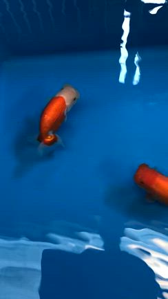 協会系らんちゅう　当歳二歳三歳販売魚ご紹介の記事動画