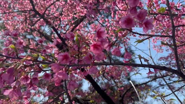 大移動！の記事動画