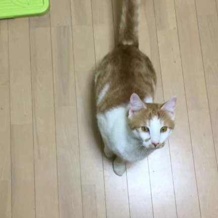 うちのバニーちゃんの話の記事動画