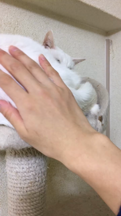 ツンデレとはの記事動画