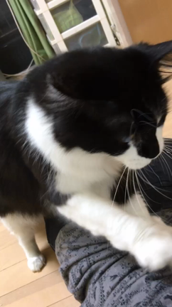 いーちゃんかわいーちゃんの記事動画