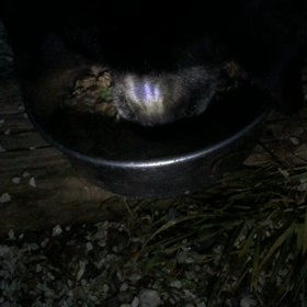 見事な食べっぷりの画像