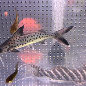 フィダルゴ様降臨の画像