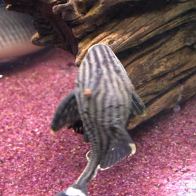 ロイヤルの画像