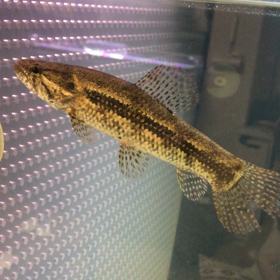 タイガータライーラ16cm±の画像