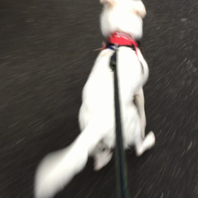 走るシニア犬、ハクさん！！の画像