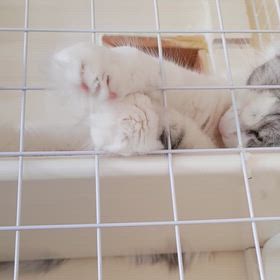 寝てるよの画像