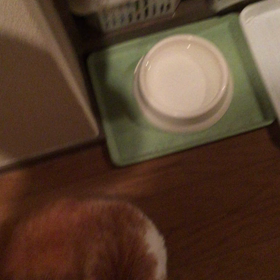 うちのでぶちゃんの画像