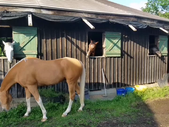 野次馬とは、これ？！の記事動画