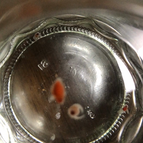 クリオネ飼育20日目の画像