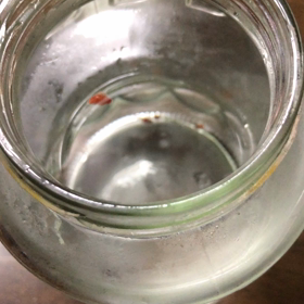 クリオネ飼育 60日目くらいの画像