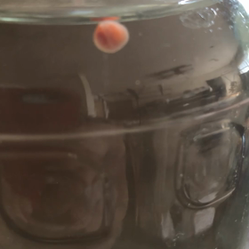 クリオネ飼育11日目の画像