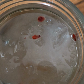 クリオネ飼育13日目②の画像