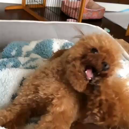 ハル動画の記事動画