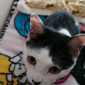 お返事(=^･･^=)の画像