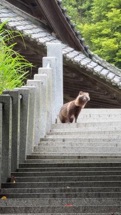 女将のルーティーン☆朝さんぽ【かんざんじサンビーチ・曹洞宗秋葉山舘山寺】の記事動画