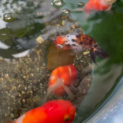 紫陽花と金魚に癒されての記事動画