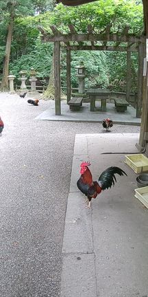 厄をバッサバッサ祓って下さる、石上神宮の神様のお使い「御神鶏の鳴き声」の記事動画