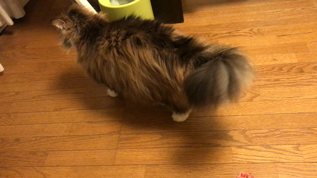 コテさんは出来た子です♡の記事動画