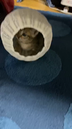 子猫のお家の記事動画