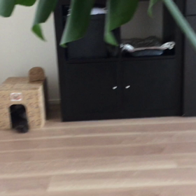 もーちゃんと、きなちゃんと、ダンボールハウスの画像