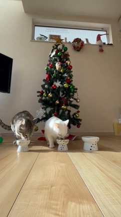 メリークリスマス！の記事動画