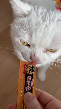 メリークリスマス！の記事動画