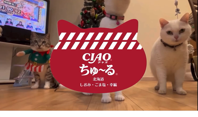 昨夜のパーティーの記事動画