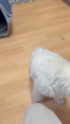 ふぅちゃんのずっとのお家決まりましたの記事動画