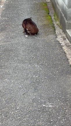 ノアールちゃんの記事動画