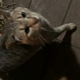 預かりとレスキューについてのサムネイル画像