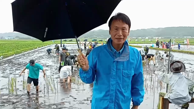 南九州市川辺町の田んぼアートの記事動画