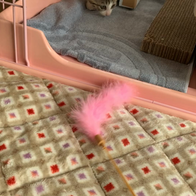 猫じゃらしで遊ぼの画像