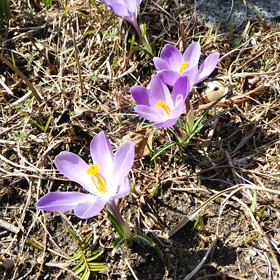 春の花の画像