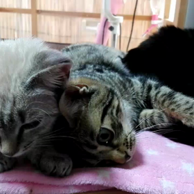 なぜだかお昼にアップできていなかった、とれたて子猫動画wの画像
