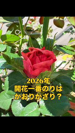 2026年春一番咲きのバラは？の記事動画