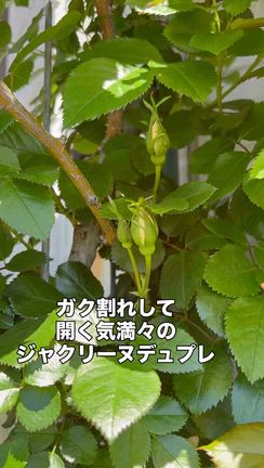 開花一番はひっそりと咲いたあの子でしたの記事動画